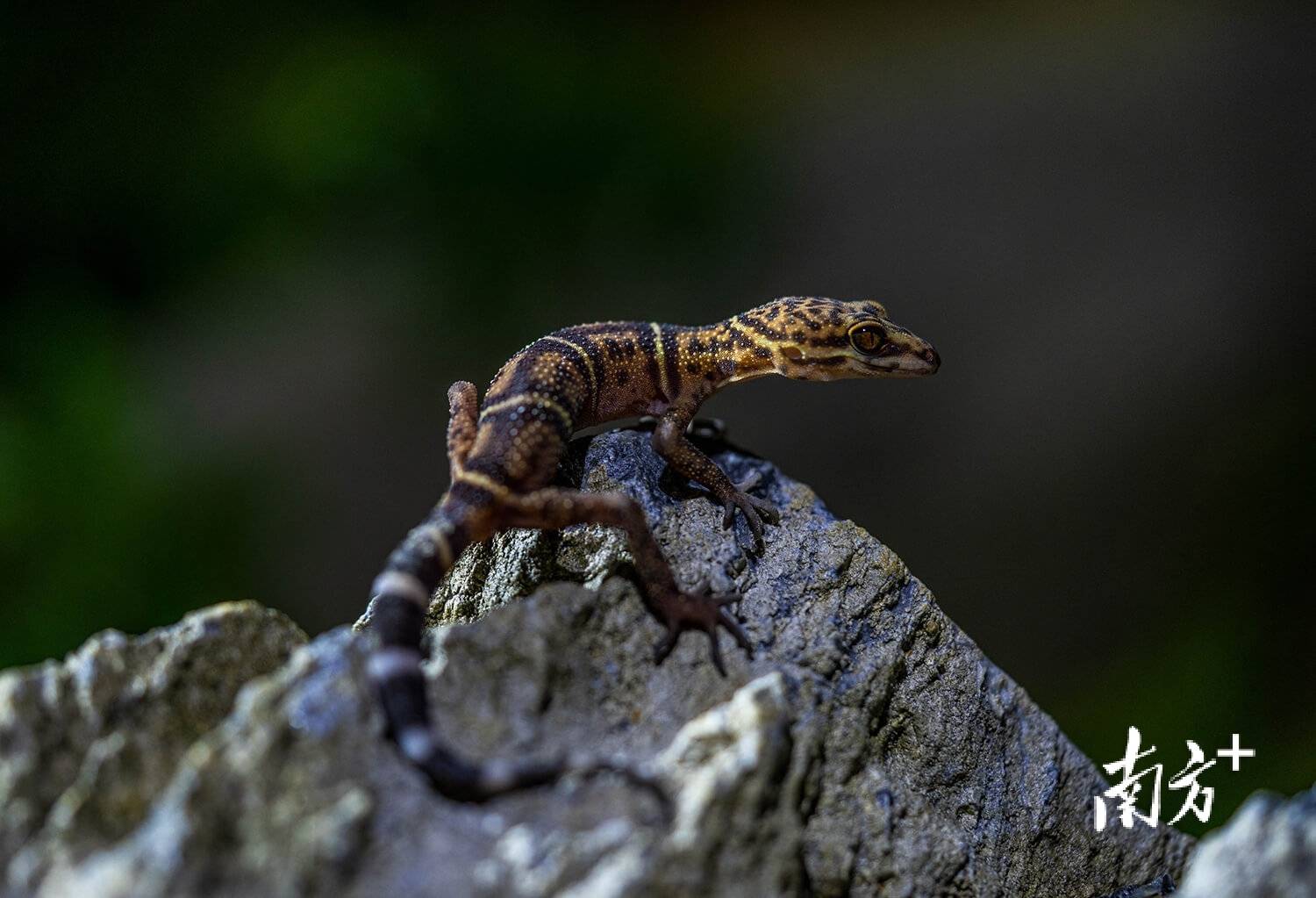 |南方日报、南方+2025年度照片不朽情缘试玩网站光影为纪心映万象(图19) |南方日报、南方+2025年度照片不朽情缘试玩网站光影为纪心映万象(图19)