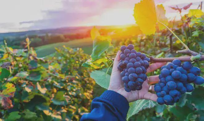 网站-2025新首页欢迎您!!!不朽情缘首页京能丽墅(售楼处)-(图22) 网站-2025新首页欢迎您!!!不朽情缘首页京能丽墅(售楼处)-(图22)